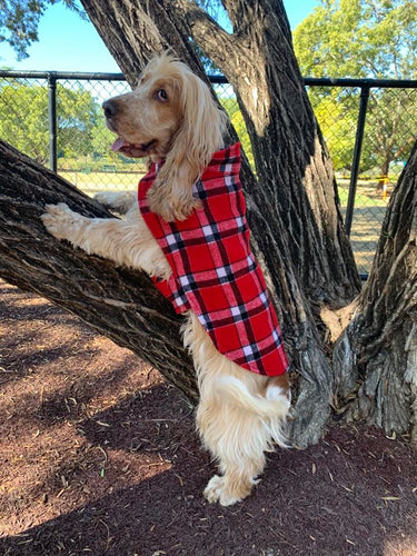 Morty is wearing his 90% wool dog coat. keeping warm and cosy in the cold winter temperatures. Featuring blanket style wool in red check and lined with 100% cotton.