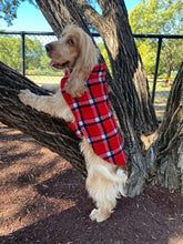 Load image into Gallery viewer, Morty is wearing his 90% wool dog coat. keeping warm and cosy in the cold winter temperatures. Featuring blanket style wool in red check and lined with 100% cotton.
