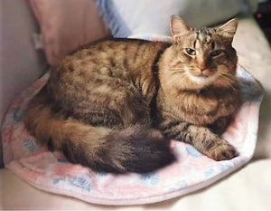 A large grey tabby cat sitting on a minky cat mat and looking at the camera. The mat is mink and grey floral